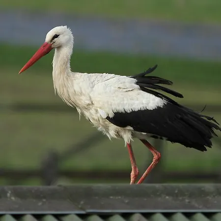 Landpension Adebar 招待所 Linum