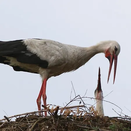 Landpension Adebar Гостевой дом