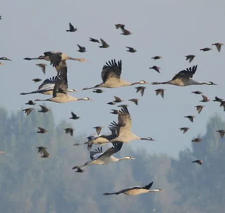 Landpension Adebar Linum