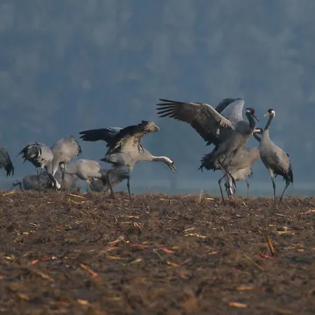 Landpension Adebar 招待所