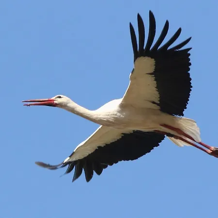 Landpension Adebar 3*