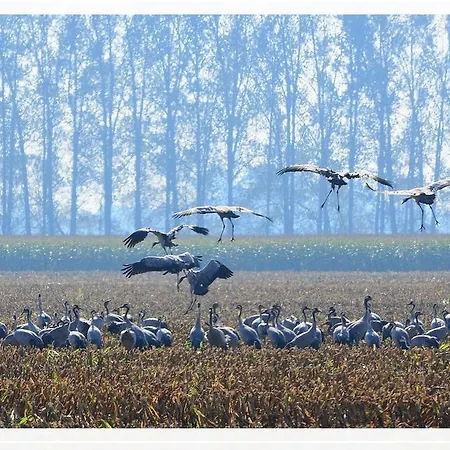 Landpension Adebar 招待所 Linum