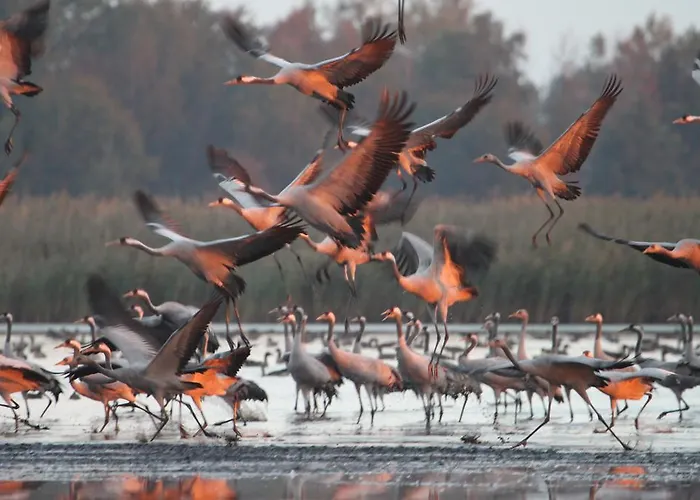 Landpension Adebar 3* Linum