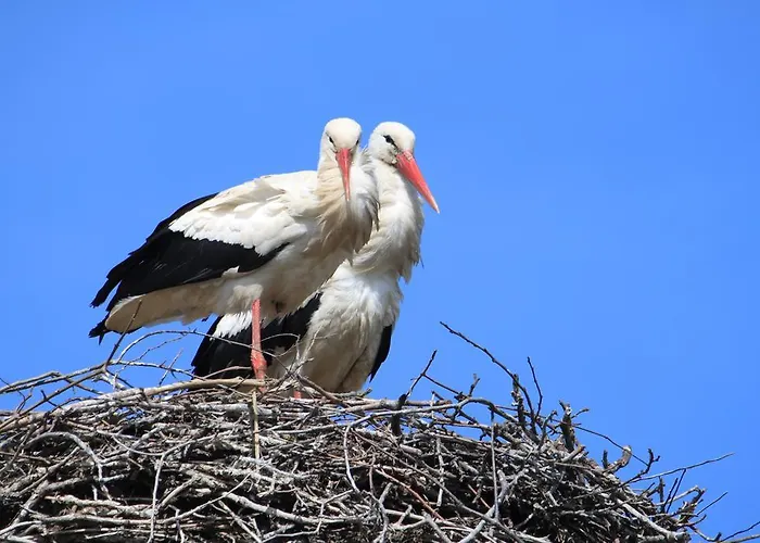 Konukevi Landpension Adebar
