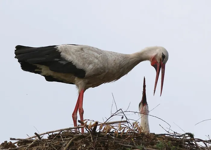 Landpension Adebar Konukevi