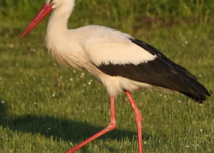 Landpension Adebar 3* Linum