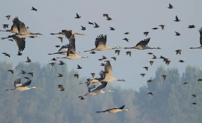 Landpension Adebar Linum