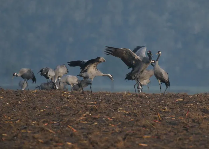 Landpension Adebar Konukevi